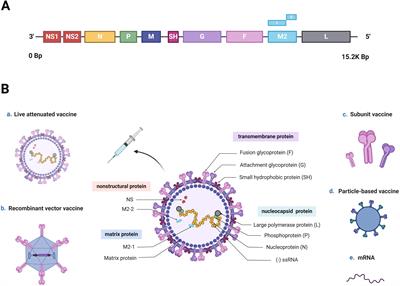 Global progress in clinical research on human respiratory syncytial virus vaccines